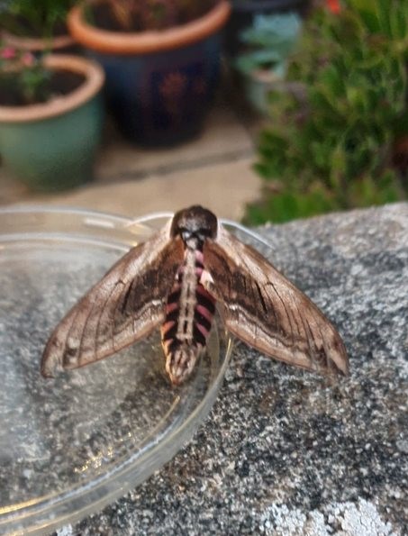 moth (2).jpg
